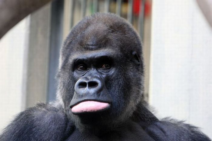 Acid Picdump (94 pics)