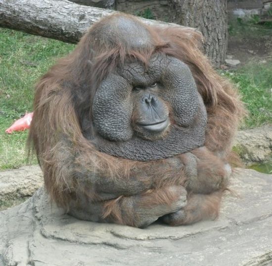 Acid Picdump (94 pics)