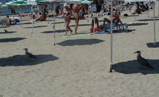 Acid Picdump (94 pics)