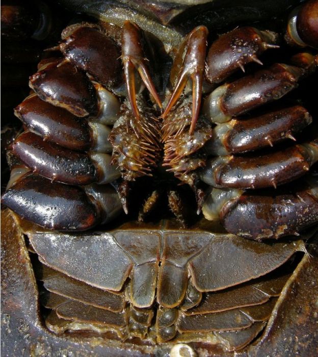 Horseshoe Crabs (16 pics)
