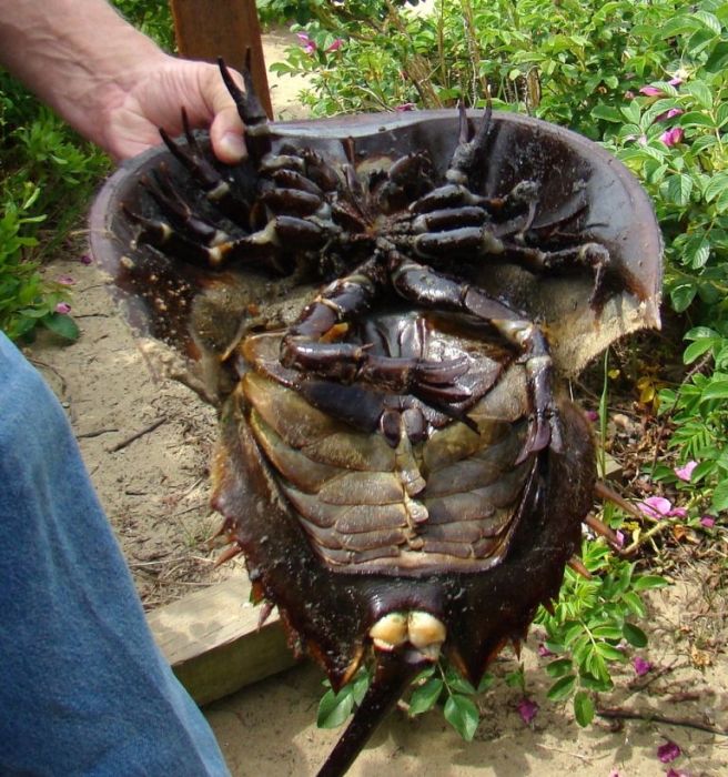 Horseshoe Crabs (16 pics)