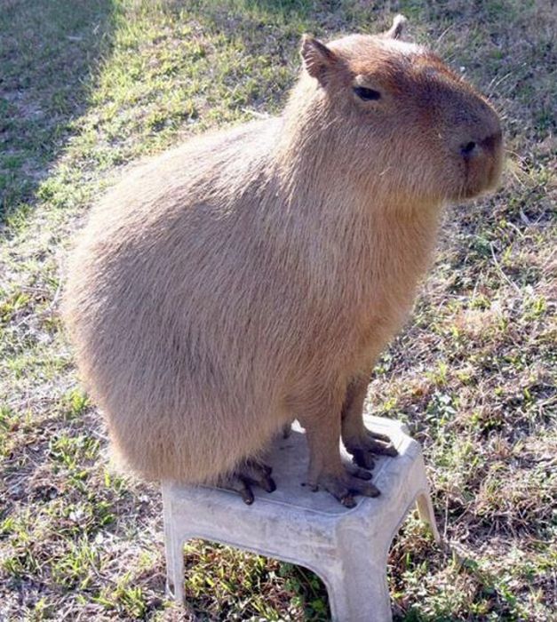 Pet Capybara (12 pics)