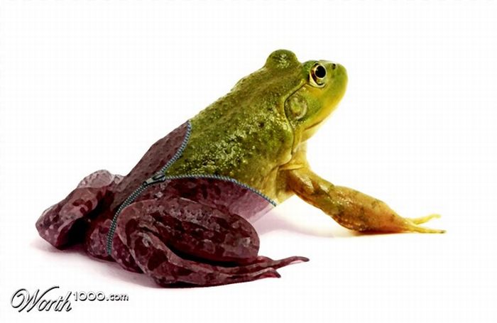 Chop A Frog (18 pics)