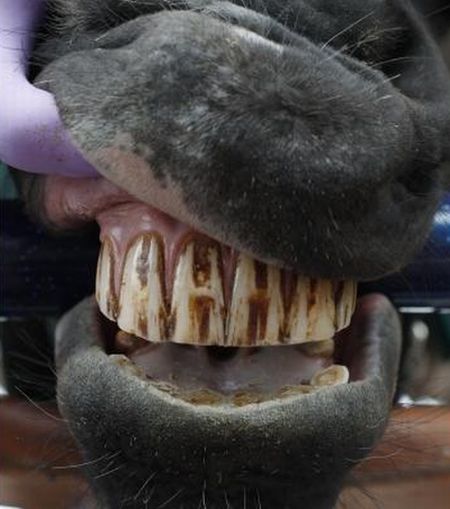 Horse Dentistry (11 pics)