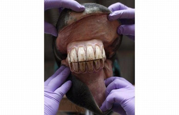 Horse Dentistry (11 pics)