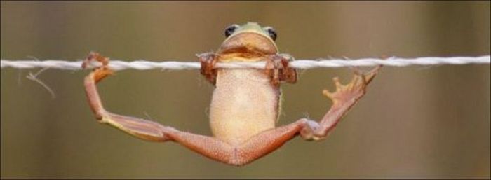 Nice Grip, Frog! (5 pics)