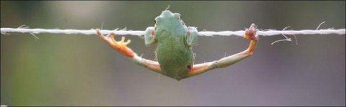 Nice Grip, Frog! (5 pics)