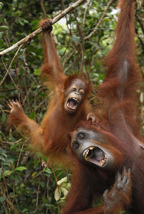 Acid Picdump (83 pics)