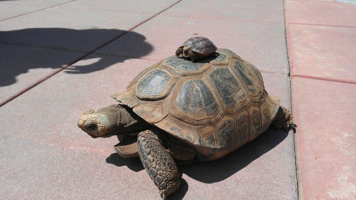 Acid Picdump (83 pics)