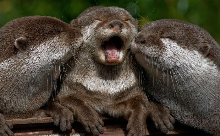 Acid Picdump (83 pics)