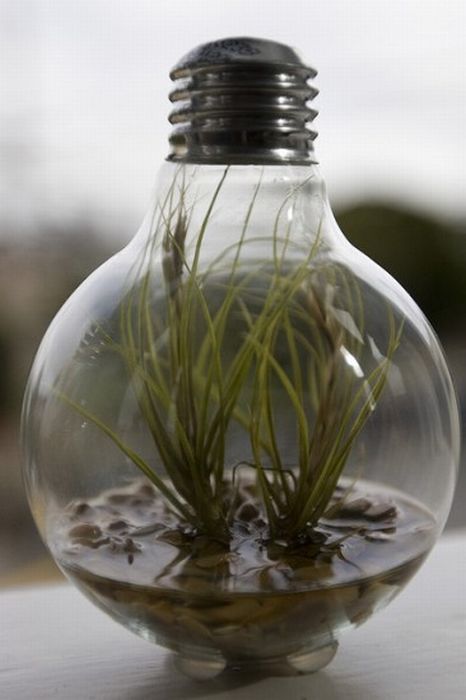 New Life Of Old Light Bulbs (27 pics)