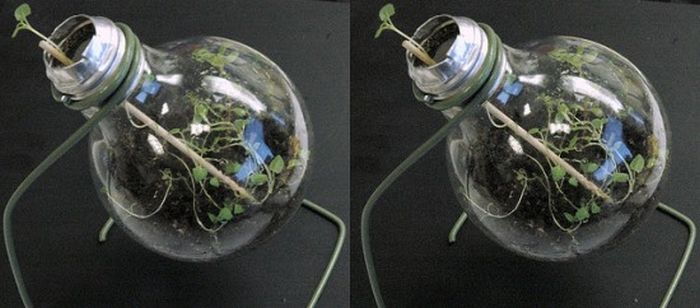 New Life Of Old Light Bulbs (27 pics)