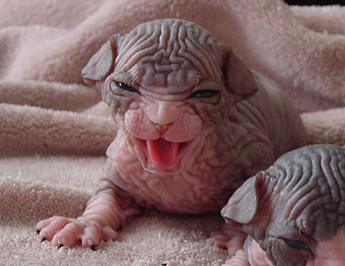 Acid Picdump (97 pics)