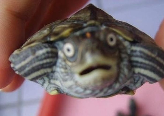 Acid Picdump (97 pics)