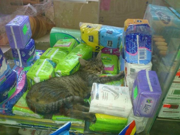 Acid Picdump (97 pics)