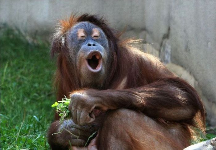 Acid Picdump (97 pics)