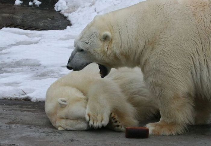 Acid Picdump (97 pics)