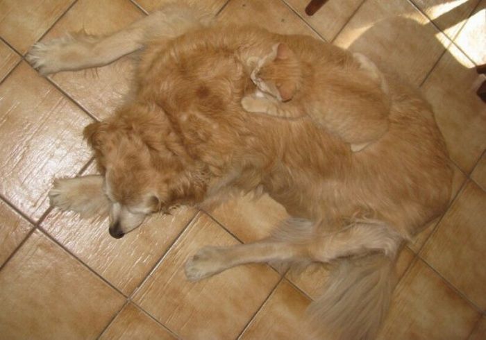 Acid Picdump (97 pics)