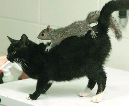 Acid Picdump (97 pics)