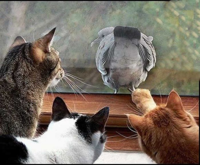 Acid Picdump (91 pics)