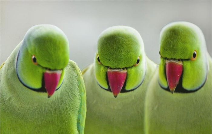 Acid Picdump (91 pics)