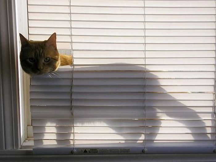 Acid Picdump (91 pics)