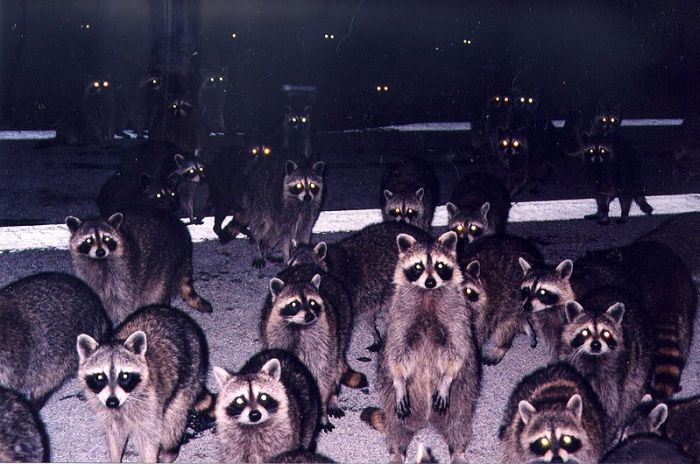 Acid Picdump (91 pics)