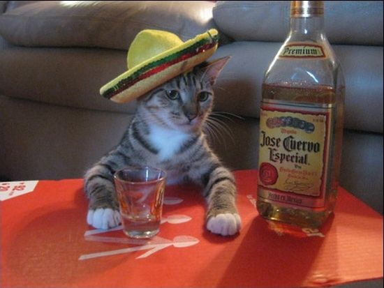 Acid Picdump (91 pics)