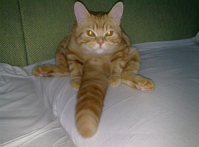 Acid Picdump (91 pics)