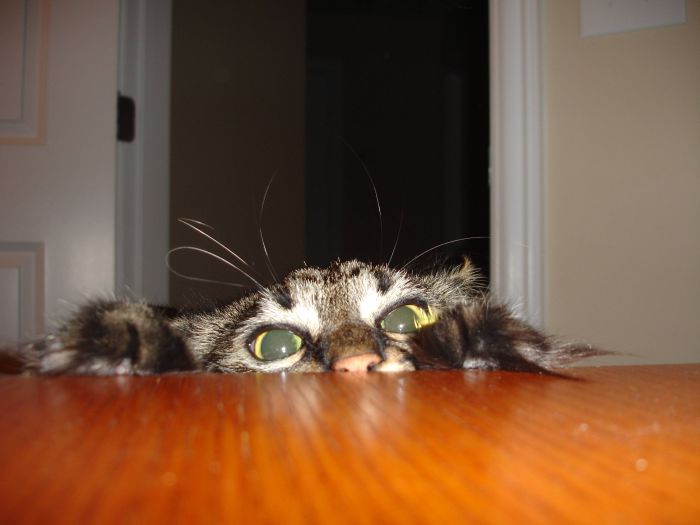 Acid Picdump (91 pics)