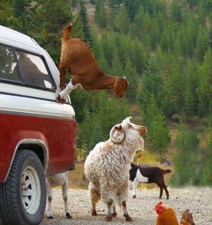 Acid Picdump (91 pics)