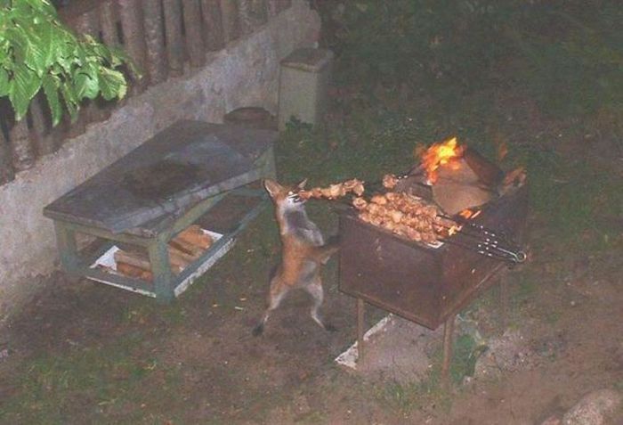 Acid Picdump (91 pics)