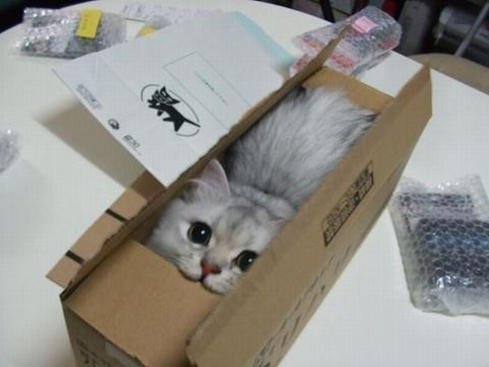 Acid Picdump (91 pics)