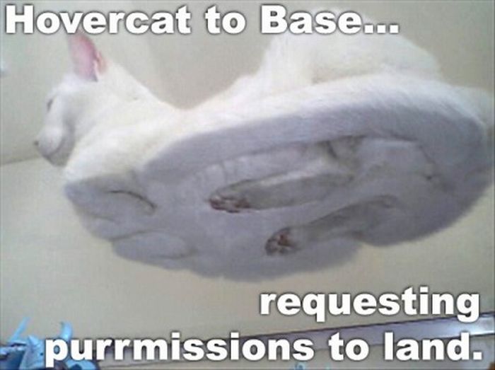 Hilarious LOLcats (15 pics)