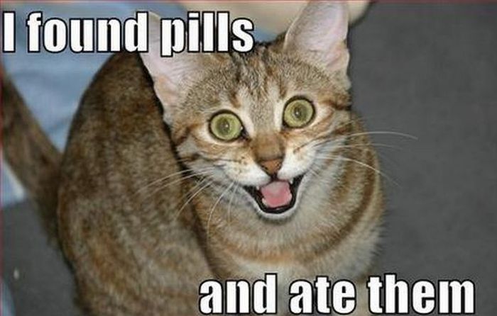 Hilarious LOLcats (15 pics)
