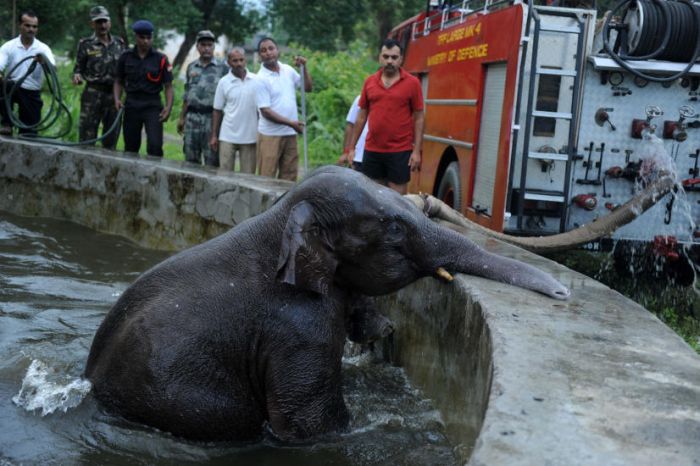 Baby Elephant Rescue From Drowning (6 pics)