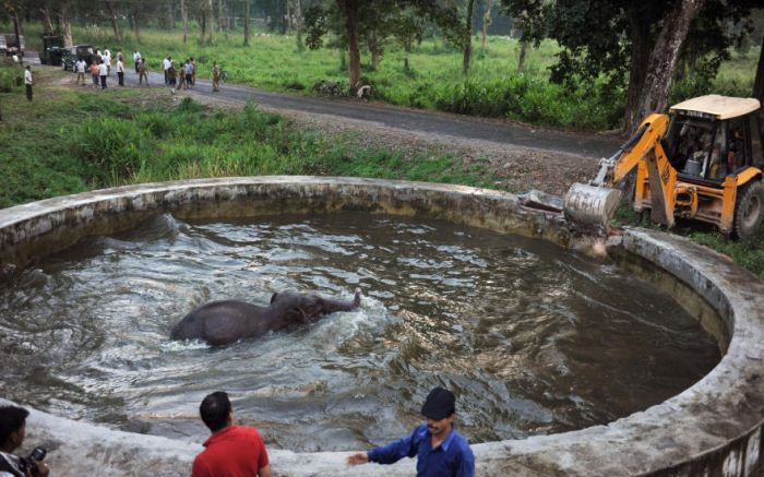 Baby Elephant Rescue From Drowning (6 pics)