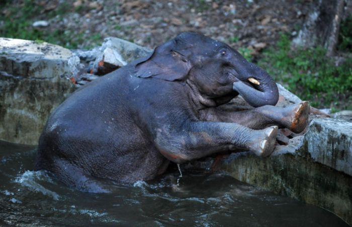 Baby Elephant Rescue From Drowning (6 pics)