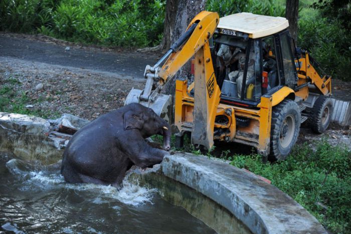 Baby Elephant Rescue From Drowning (6 pics)