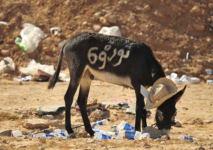 Acid Picdump (86 pics)