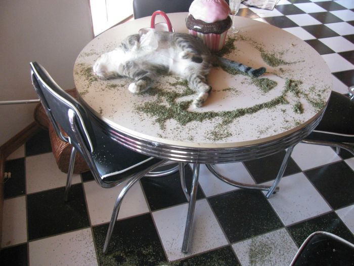 Acid Picdump (86 pics)