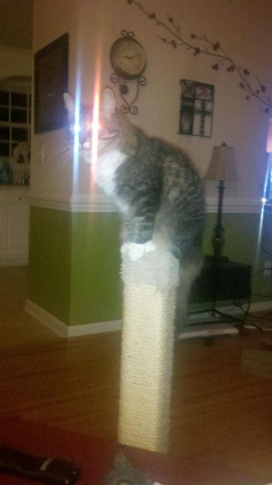 Acid Picdump (86 pics)