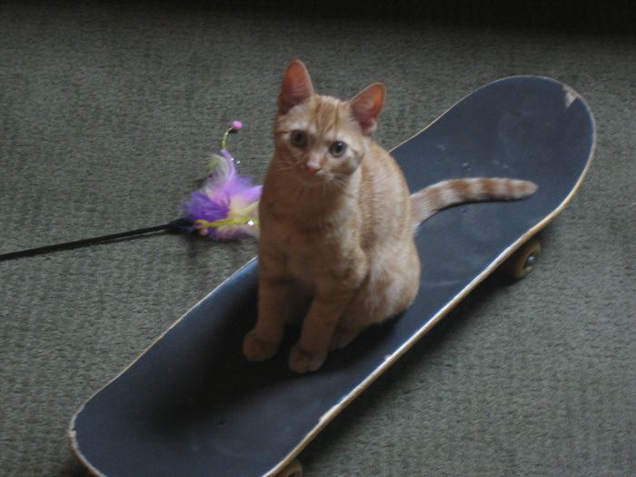 Acid Picdump (86 pics)