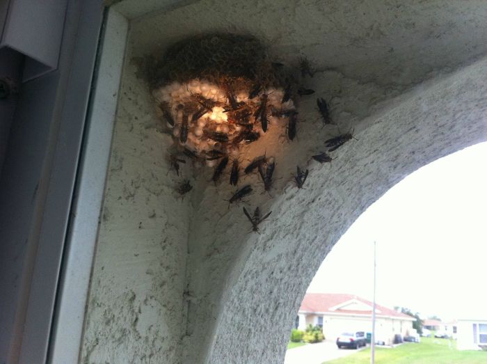 Acid Picdump (86 pics)