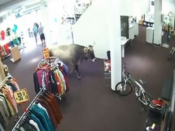 Cow Walks Through Clothing Store in Austria (5 pics)