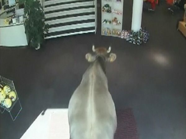 Cow Walks Through Clothing Store in Austria (5 pics)