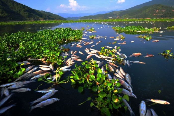 Mass Fish Death in China (7 pics)