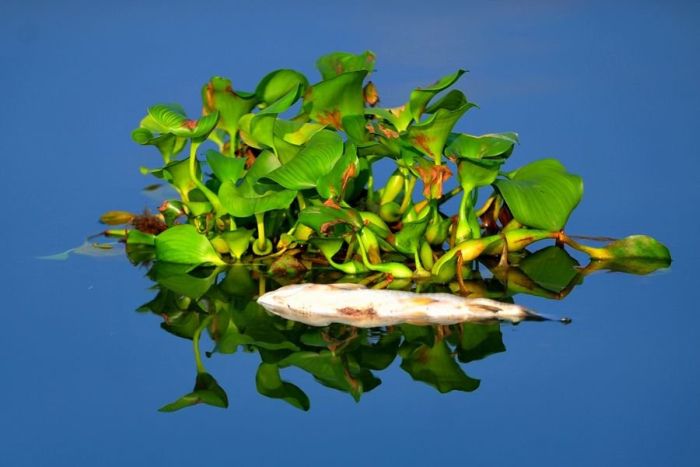 Mass Fish Death in China (7 pics)