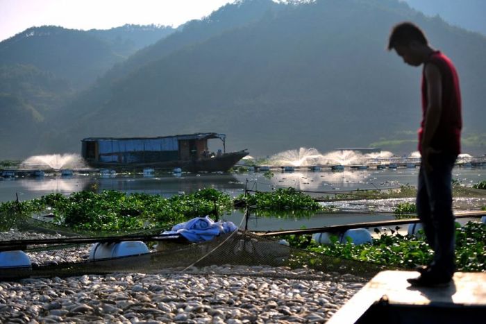 Mass Fish Death in China (7 pics)