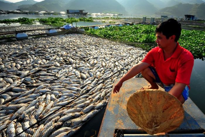 Mass Fish Death in China (7 pics)